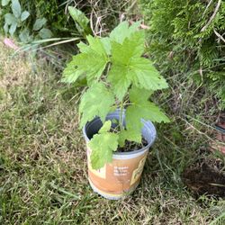 Black Currant 1 Foot Tall