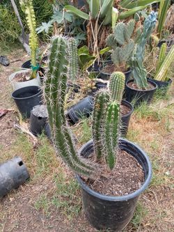 Triple cactus plant