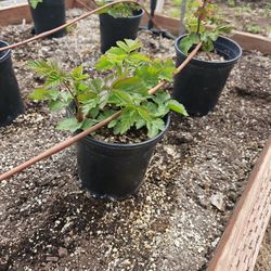 Organic Local Blackberry Plants 