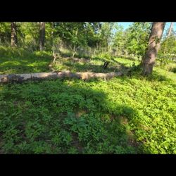 Free 🌳 Trees I'm Going To Cut Down  If Interested 