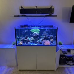 Fish Tank Accessories & Decorations