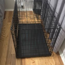 Dog Supplies