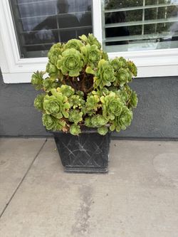 Large succulent plant