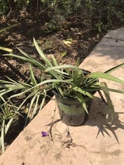Gorgeous Green Plant