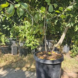 3 In 1 Cherimoya/Atemoya Tree