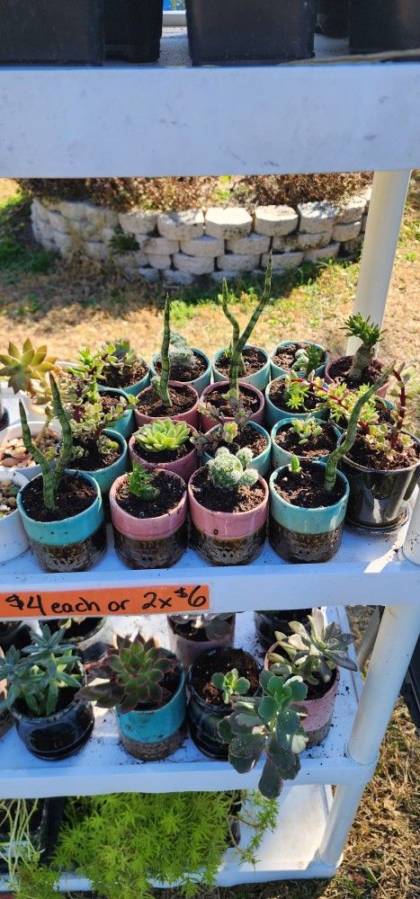 Real Succulents