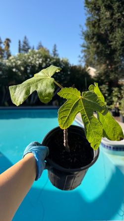 🌱 Healthy 1-Gallon Fig Tree – Ready to Grow!