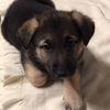 sam