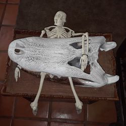 Taxidermy Alligator S k u l l.. With doctor office skeleton plastic