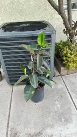 RUBBER PLANT