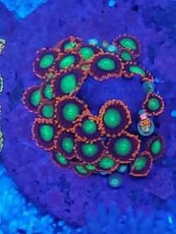 Gob stopper zoa coral