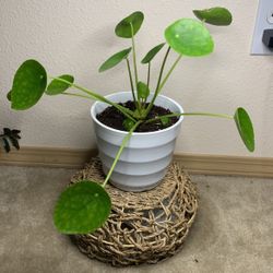 Pilea Chinese Money Plant 