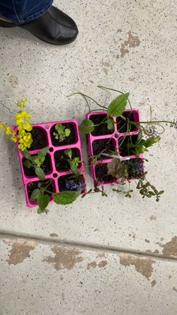 Perennial combos