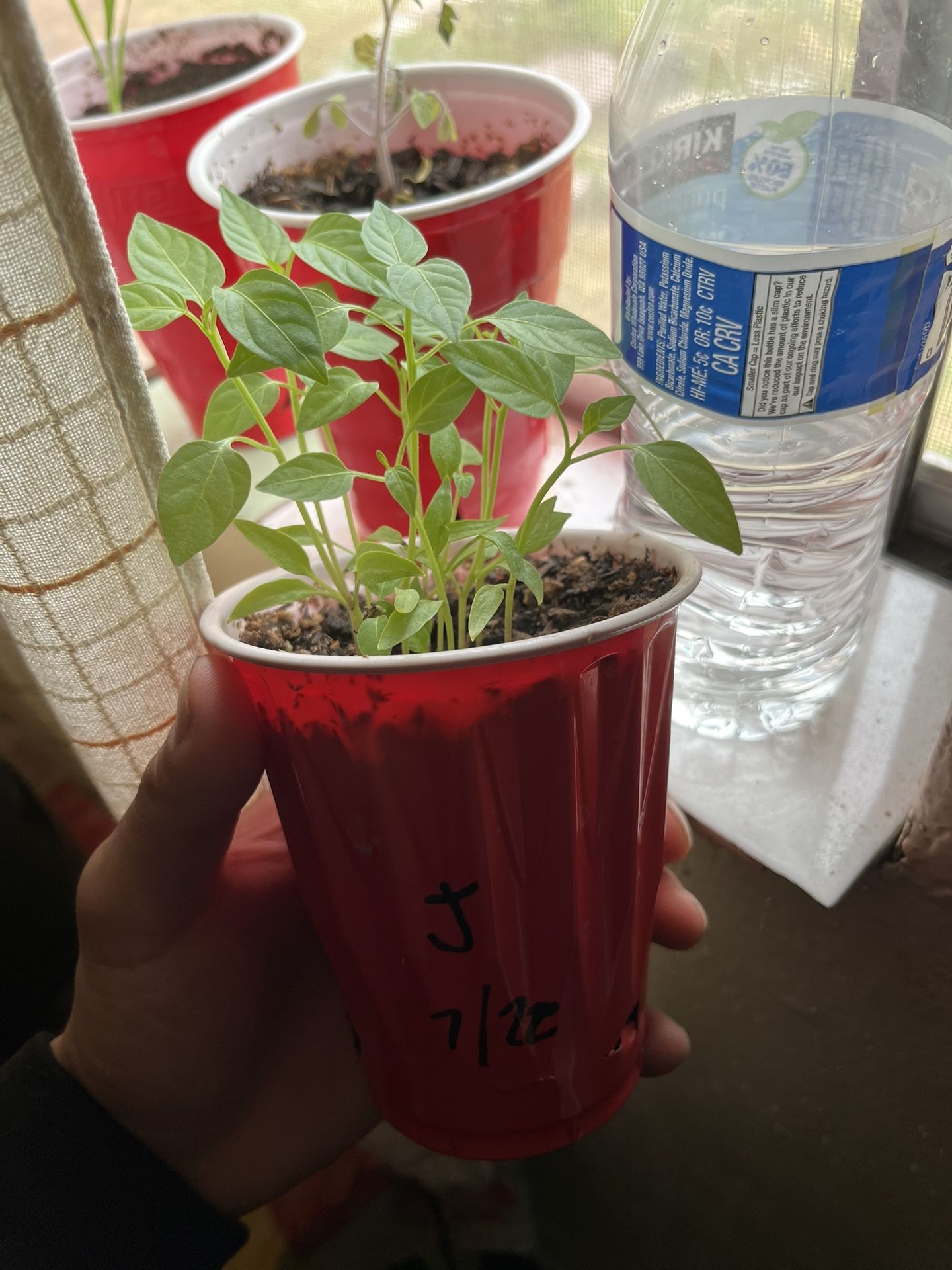 Jalapeño Preteens Plants 🌱