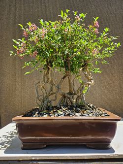 Old Barbados Cherry ( Malpighia Glabra-Hồng ngọc mai  ) Bonsai Tree