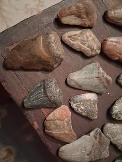 Shark teeth and fossils