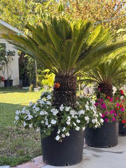 Sago palm tree