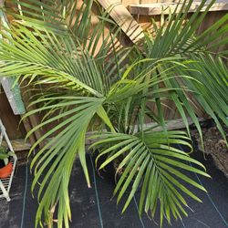 Majesty Palm 