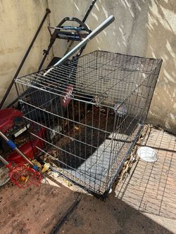 Free dog cage