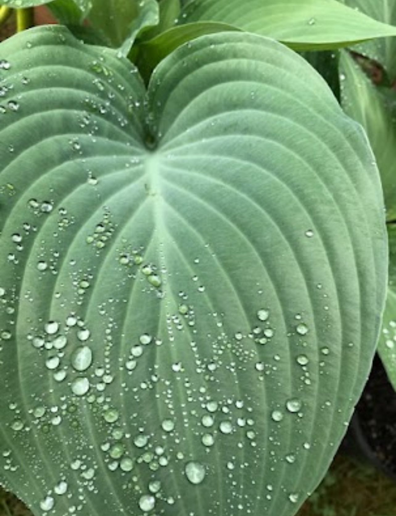 Hosta Beautiful Perennial Plant.