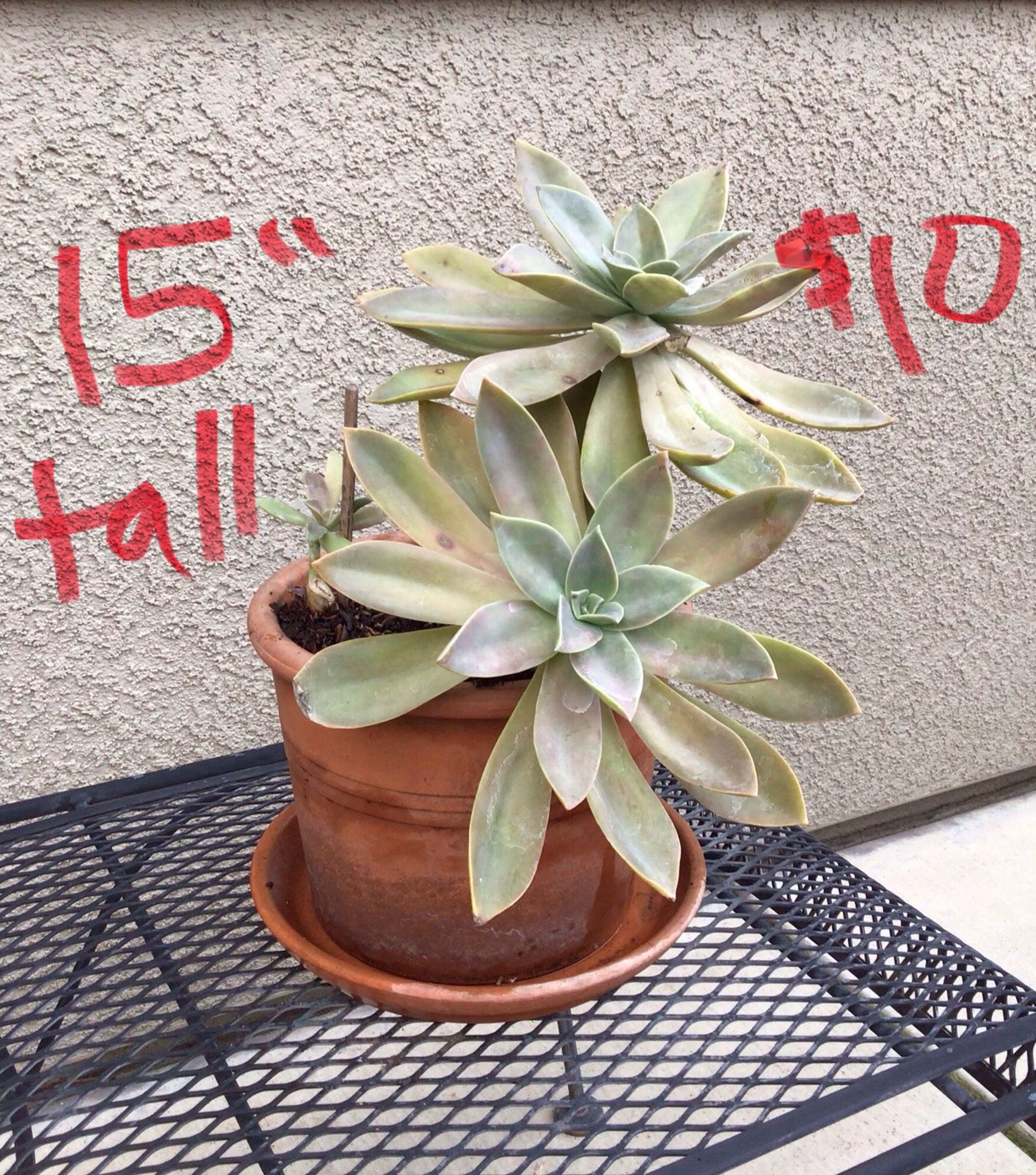 Succulents And Potted Plants … $10 - $30