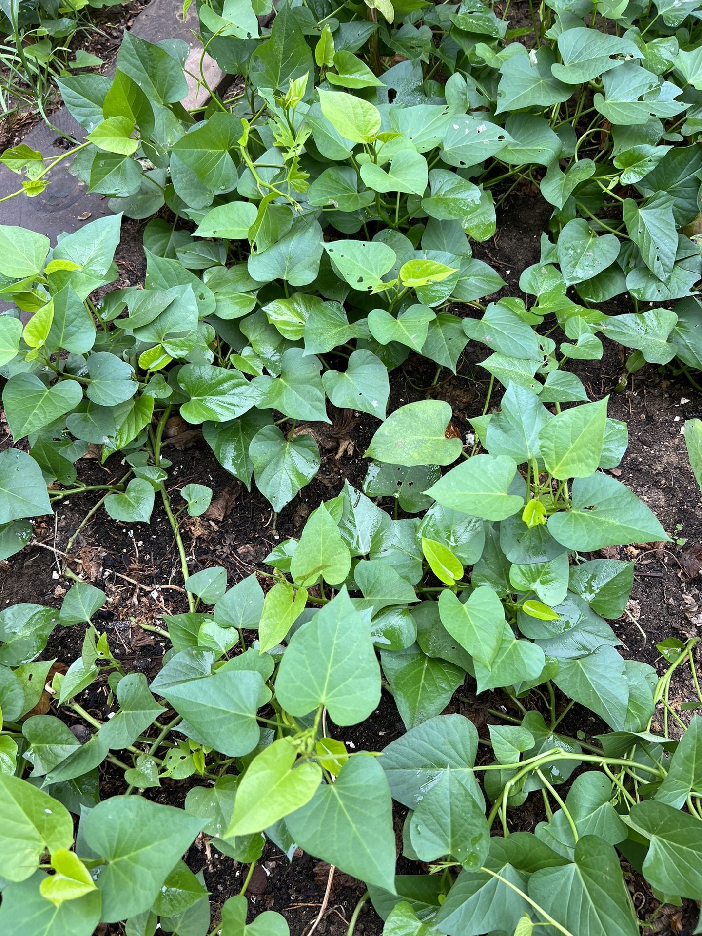 organic sweet potato leaves