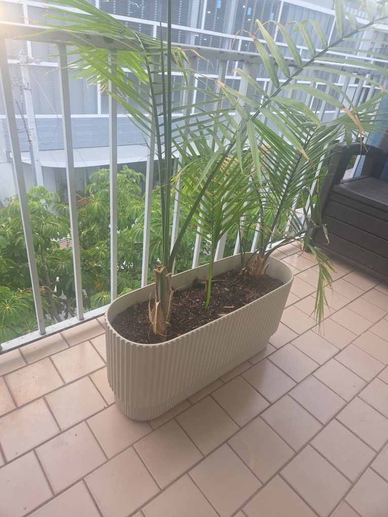 Plante 3 🌴 Palmas