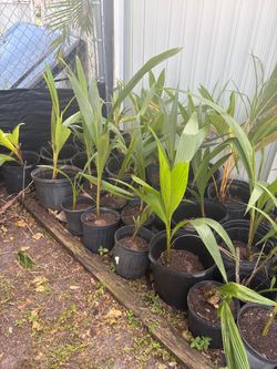 Areca Palms