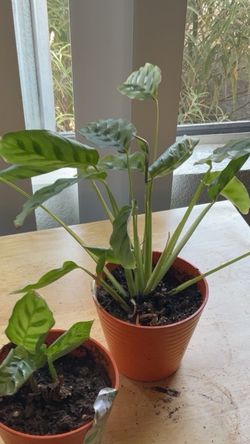 Calathea Prayer Plant in Orange Pot
