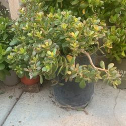 Jade Plant