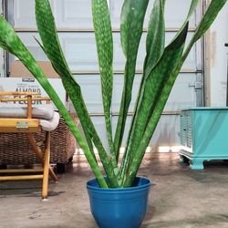 Huge 4 F Tall SANSEVERIA PLANTs.  $35 Each