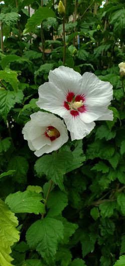 #5 Rose of Sharon 'Red Heart' Hibiscus Plant
5gal pot