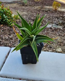 Climbing Aloe 'Aloe ciliaris' Succulent Plant (4in. Pot)