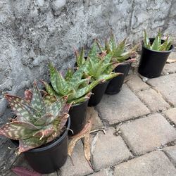 Aloe vera plant