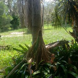 Witch Broom Besom Natural Handmade