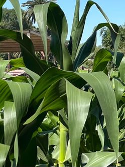 HOJAS de Milpa.  3.50 docena