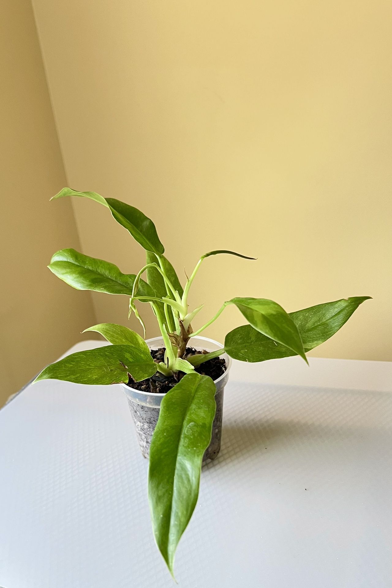 Philodendron Ring of Fire