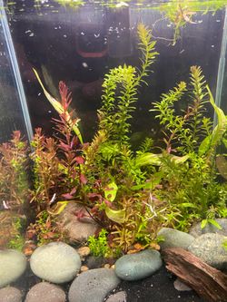 5 gallon Fluval chi Aquascape planted Aquarium Fish Tank