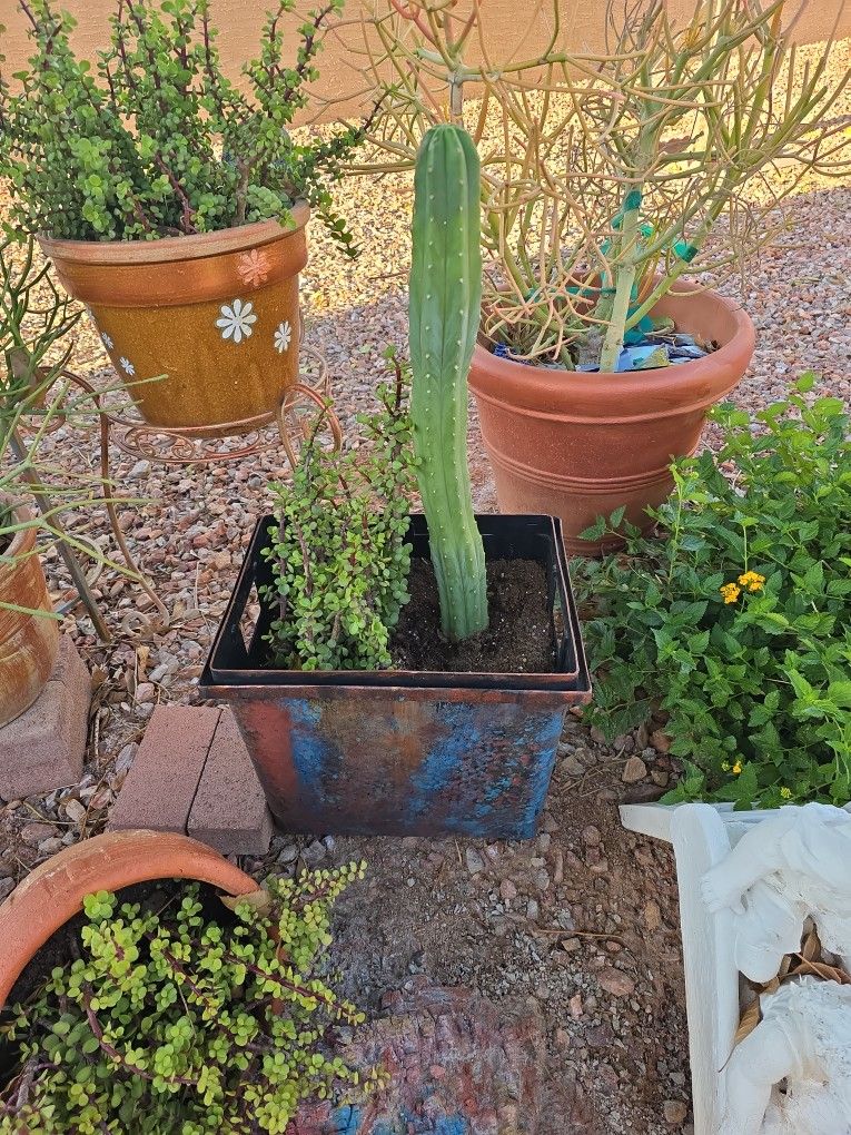 San pedro, Elephant bush, Succulents, Garden 