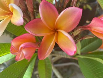 plumeria penang peach plant