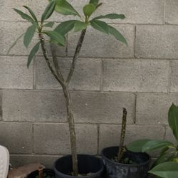 Beautiful Tropical Plumeria Potted In  a 5 Gallon Bucket 