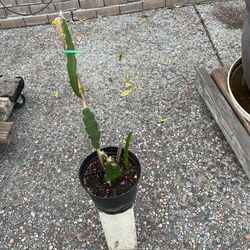 Dragon Fruit Plant