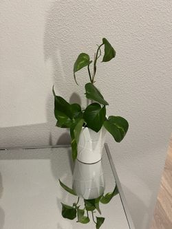Gold Pothos Plant