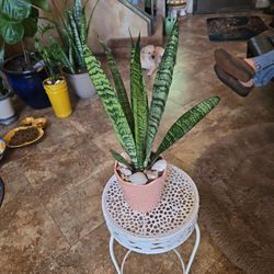 18in Tall  Sansevieria Snake Plant In Ceramic Pot With Shells 