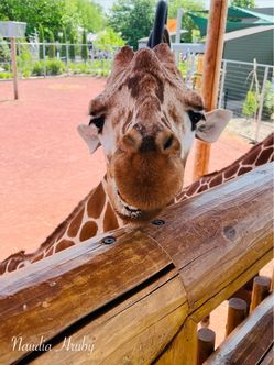 Giraffe Close-Up Photography Print, 16*20 POSTER Framed (By Naudia Hruby)