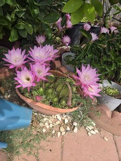 Hermosa Suculenta $28