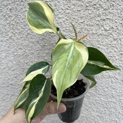 Beautiful Philodendron Rio Plant