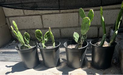 Organic Nopales Starters