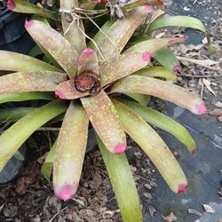Bromeliads $15