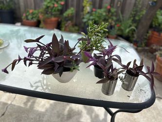 Purple  heart plants